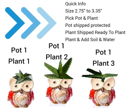 Owl Pots with Aloe Succulent Plants - 3 Aloe types and 6 Color Owl - Mom Gift Grandma Gifts Sisters Brothers