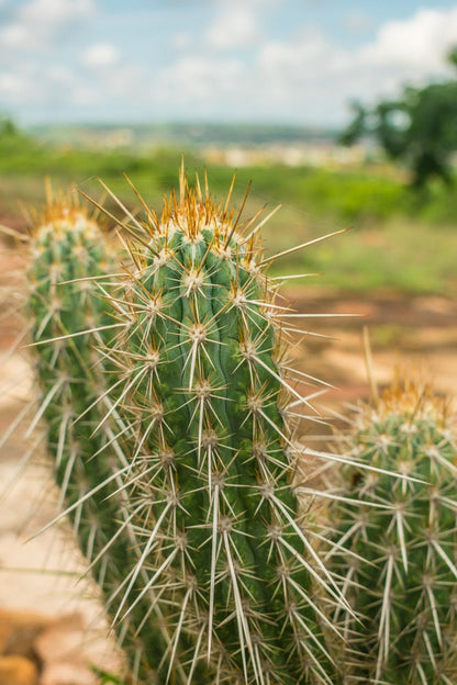 Brazilian Cactus - Outdoor Cactus/Cacti - Xique Xique - Pilosocereus gounellei - Starter Cactus Grows arms/babies