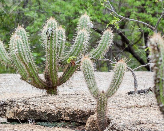 Brazilian Cactus - Outdoor Cactus/Cacti - Xique Xique - Pilosocereus gounellei - Starter Cactus Grows arms/babies