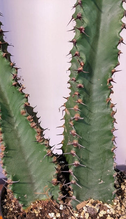 Euphorbia Ingens Candelabra Chocolate Drop, - Euphorbia  Cactus Succulent Colum Cacti