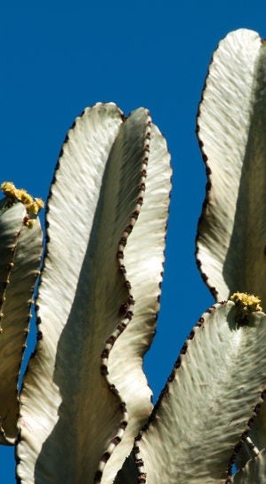 GREAT Living Cactus For Decor Variegated Ammak Candelabra |  Cactus/Cacti/Succulent