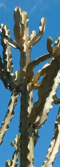 GREAT Living Cactus For Decor Variegated Ammak Candelabra |  Cactus/Cacti/Succulent
