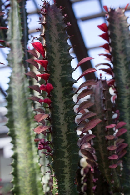 Royal Red Rubra Red Cactus - Euphorbia Trigona Succulent Cactus RARE - Dragon Bones - SIZE OPTIONS