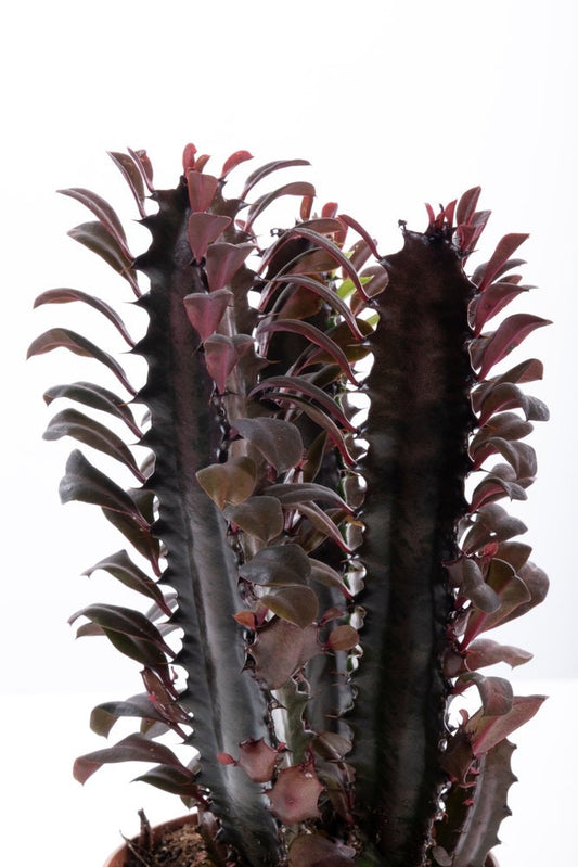 Royal Red Rubra Red Cactus - Euphorbia Trigona Succulent Cactus RARE - Dragon Bones - SIZE OPTIONS