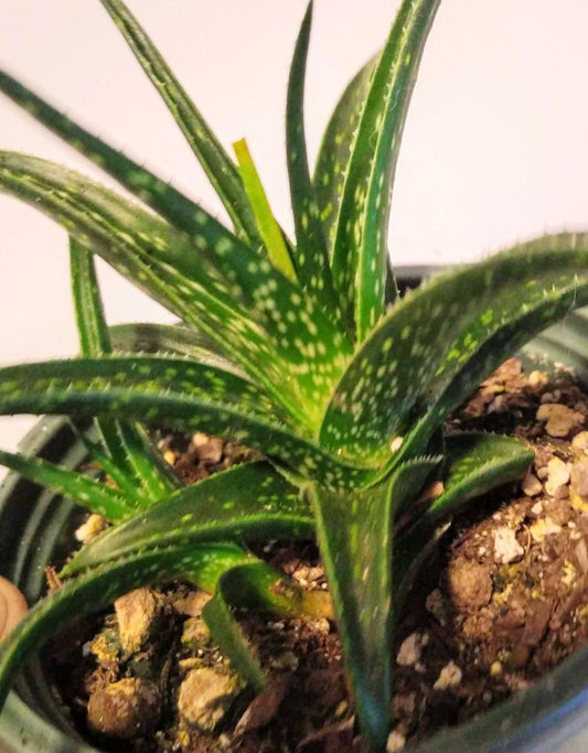 Aloe Firebird - Small Mini/Micro Succulent Aloe Plant - Indoor Small Aloe