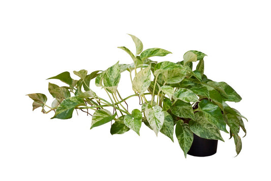 Marble Queen Pothos - Variegated Houseplant Queen Pothos - Epipremnum aureum 'Marble Queen'