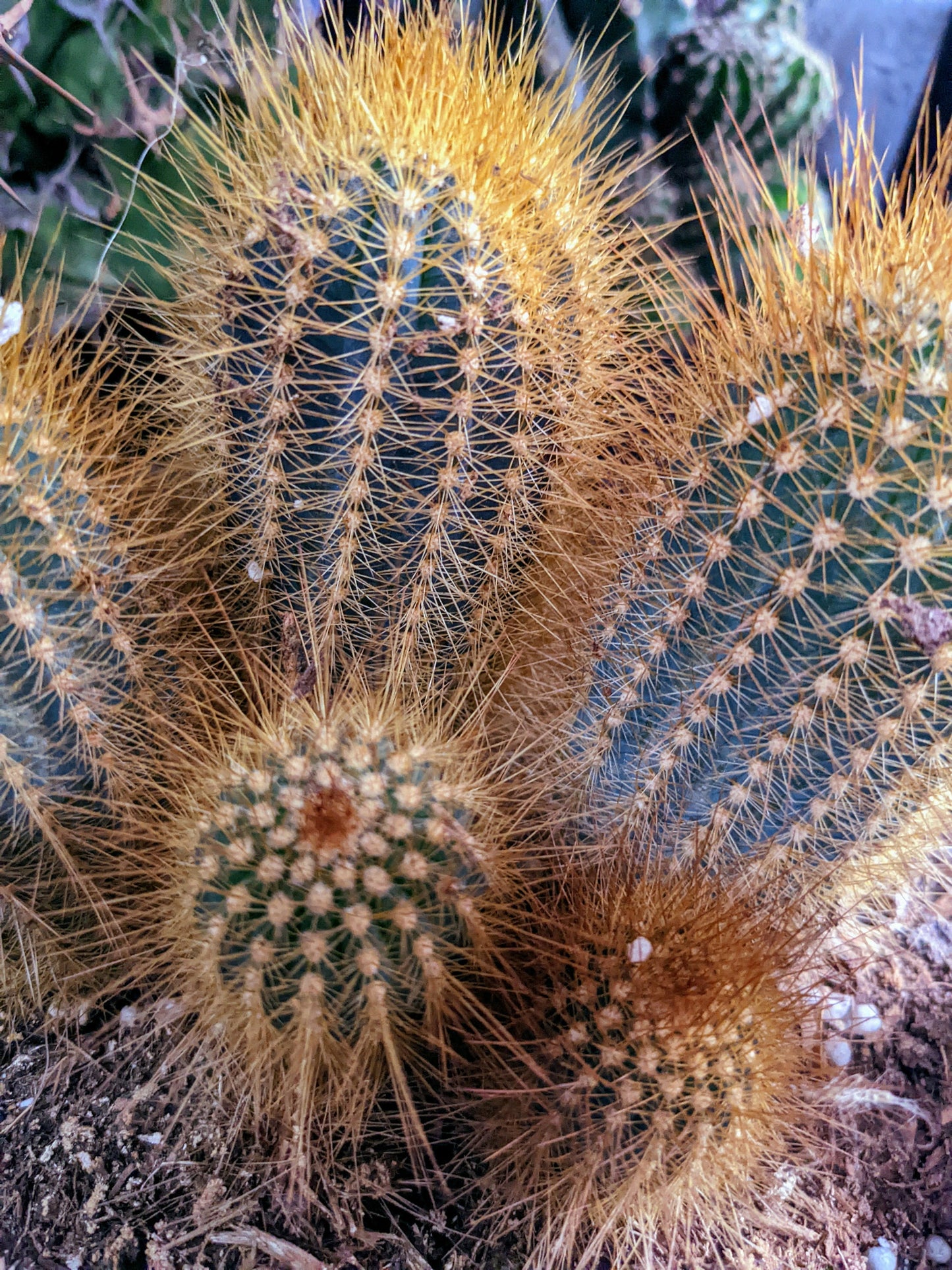 Cluster of 5 Cactus Blue Cacti with Hairy looking Yellow Brown Spikes - Outdoor Cactus Succulent Group