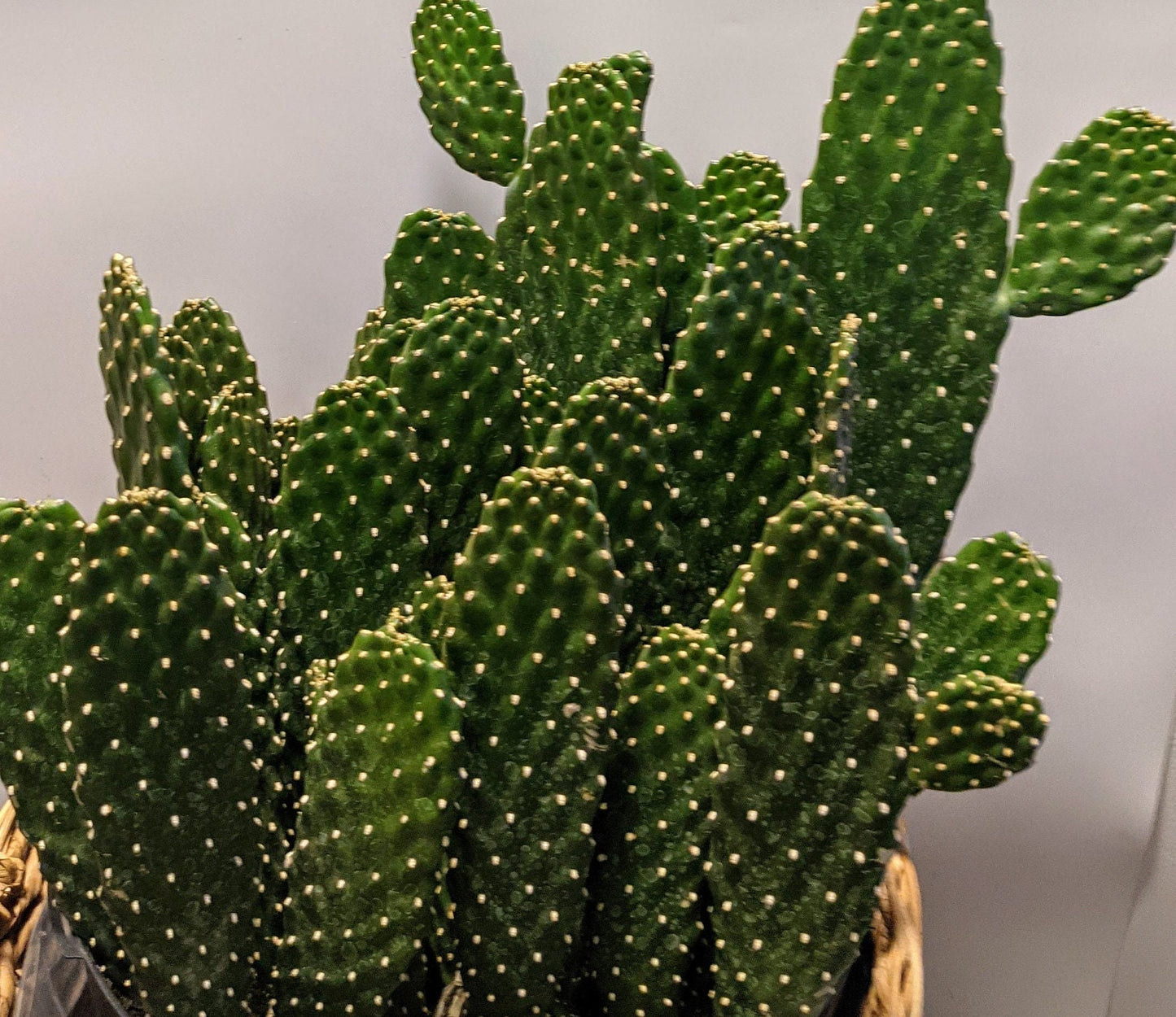 Road Kill Cactus, Cactus With Arms/Branches indoor or outdoorGet it NOW with Free Plant Gift Bonus!