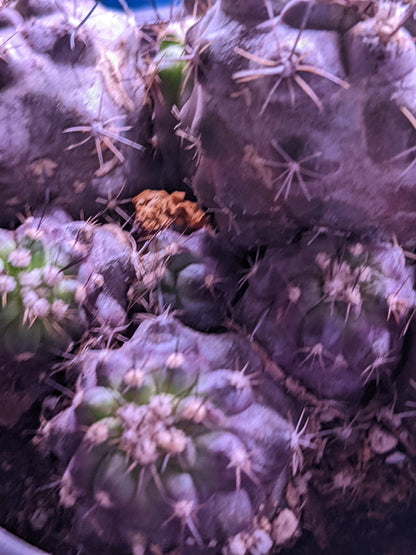 Very RARE Gymnocalycium marquezii  - Purple Succulent Cactus During Cold Months Living Cacti Cactus Succulent Live Plant