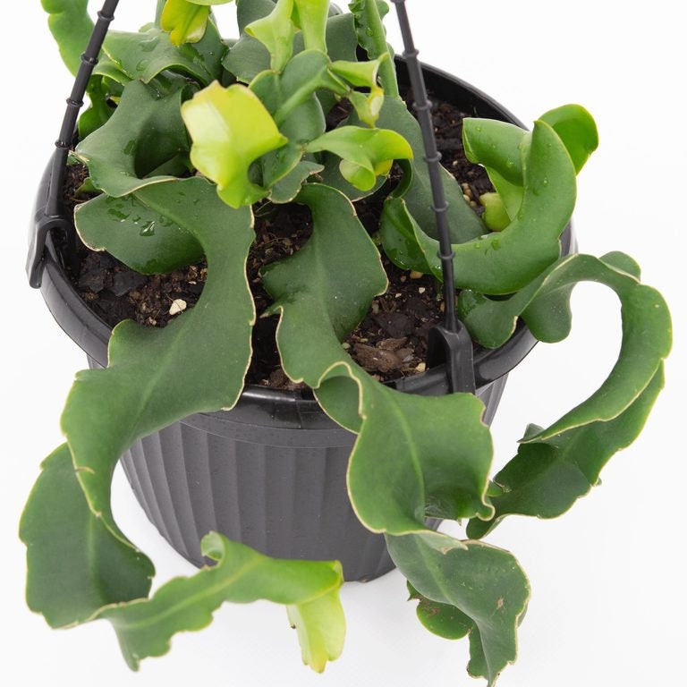 Curly Orchid Cactus- Funky Growing Leaves With Amazing Cacti/Cactus Flowers orchid cactus with a free bonus now