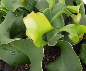 Curly Orchid Cactus- Funky Growing Leaves With Amazing Cacti/Cactus Flowers orchid cactus with a free bonus now