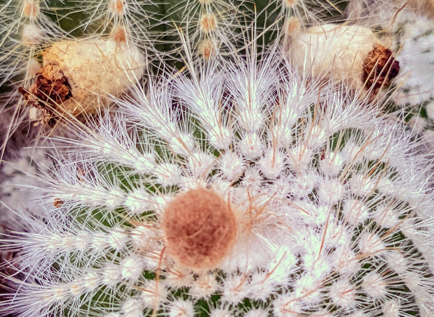 RARE White Ball Cactus/Cacti - Notocactus Grows Clusters of babies & Flowers yearly  Very elegant looking cactus - Free Plant Gift Bonus