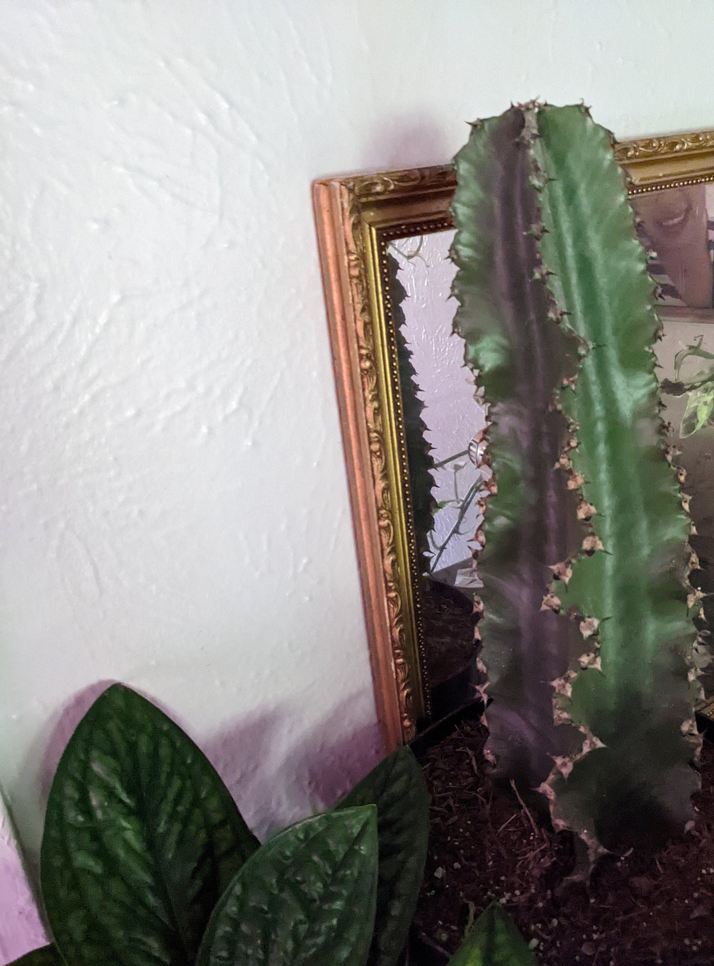 Outdoor Cactus can grow 30ft ! African Candelabra Euphorbia Ammak Green