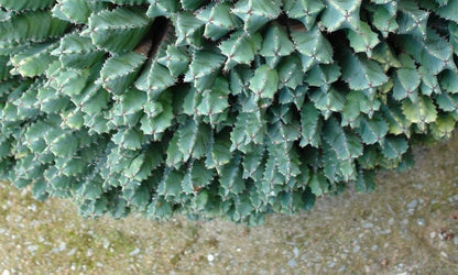Large Plant Moroccan Mound - Cactus/Succulent Plant Name Euphorbia Resinifera
