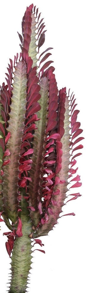 Red African Milk Tree Euphorbia Trigona Rubra -  Royal Red Good Luck Cactus/Succulent Euphorbia - Dragon Bones - Live Plant SIZE OPTIONS
