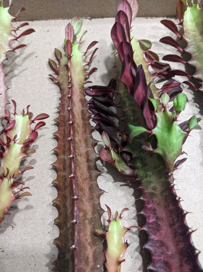 Euphorbia Trigona Rubra -  Red Dragon Bones 1  Starter Cacti/Succulent Fast Growing Easy Care Loves Sun an