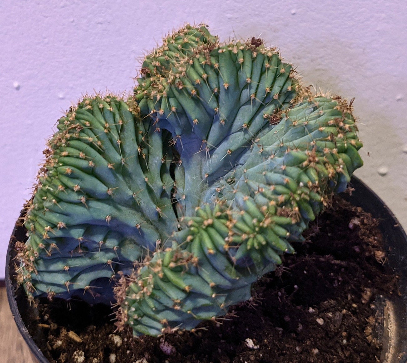 6" Blue Elite Crested Myrtillocactus Geometrizans  - Crested Blue Cactus -