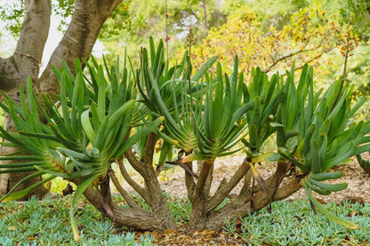 Fan Aloe- Kumara plicatilis, formerly Aloe plicatilis - Aloeae are Unusual Fan Looking Aloe Succulent  Starter Plant