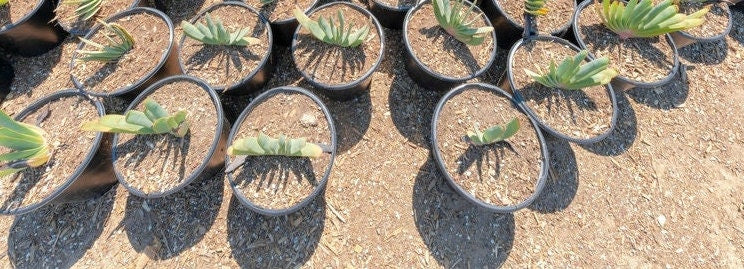 Fan Aloe | Aloe Plicatilis | Kumara plicatilis | Live Succulent