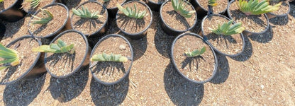 Fan Aloe | Aloe Plicatilis | Kumara plicatilis | Live Succulent