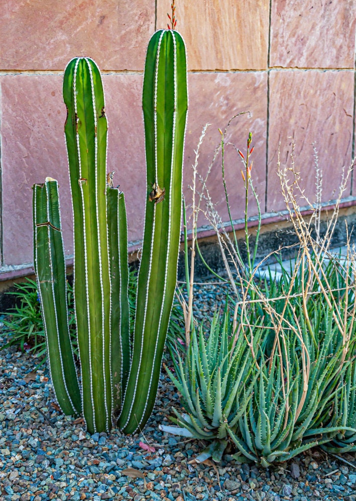 Mexican Fence Post Column Cactus/Cacti Lophocereus marginatus - Size Options and Free Plant Gift