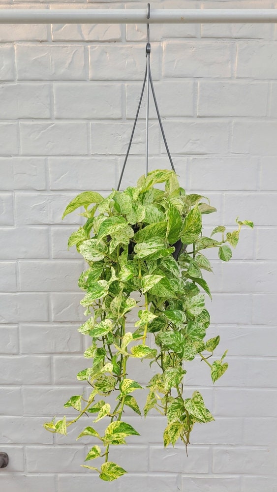 Marble Queen Pothos - Variegated Houseplant Queen Pothos - Epipremnum aureum 'Marble Queen'
