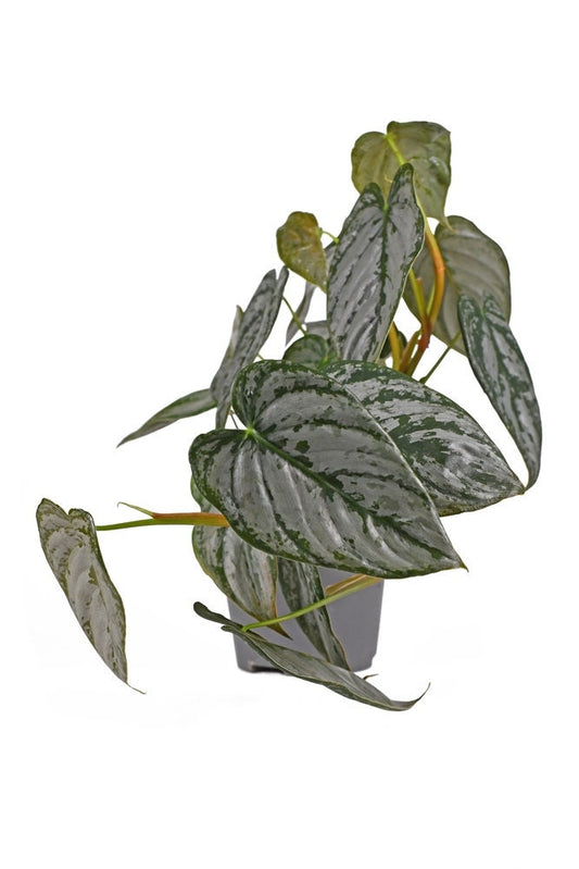 Tropical Exotic & VERY RARE Philodendron Brandi Brandtianum – Silver Leaf Philodendrons  Philo Brandi