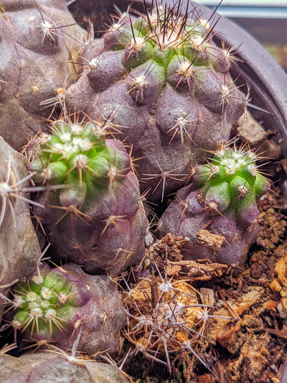 Very RARE Gymnocalycium marquezii  - Purple Succulent Cactus During Cold Months Living Cacti Cactus Succulent Live Plant