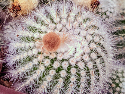 RARE White Ball Cactus/Cacti - Notocactus Grows Clusters of babies & Flowers yearly  Very elegant looking cactus - Free Plant Gift Bonus