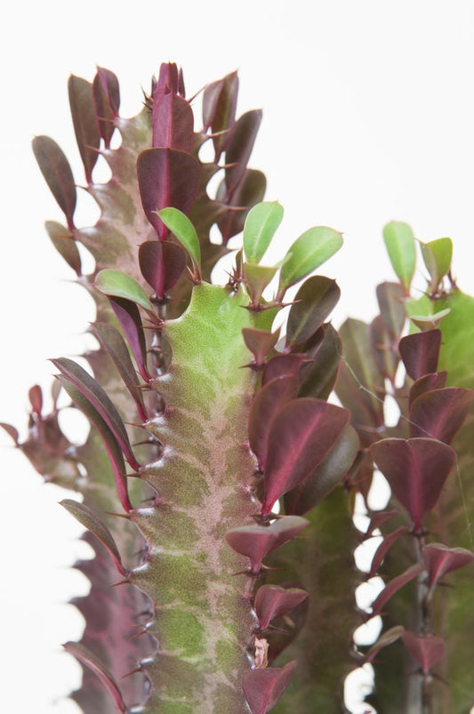 Euphorbia Trigona Rubra -  Red Dragon Bones 1  Starter Cacti/Succulent Fast Growing Easy Care Loves Sun an