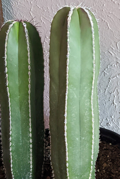 Mexican Fence Post Column Cactus/Cacti Lophocereus marginatus - Size Options and Free Plant Gift