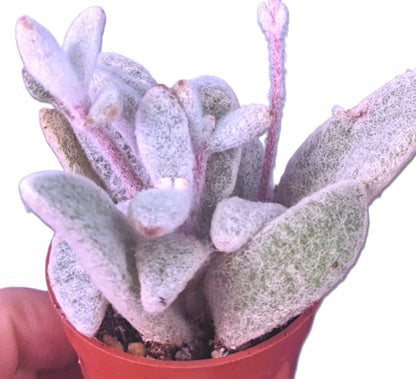 Hairy Woolly Succulent Snow White Panda Plant - Kalanchoe eriophylla - Rare Uncommon Living Succulent Plant - Great growth