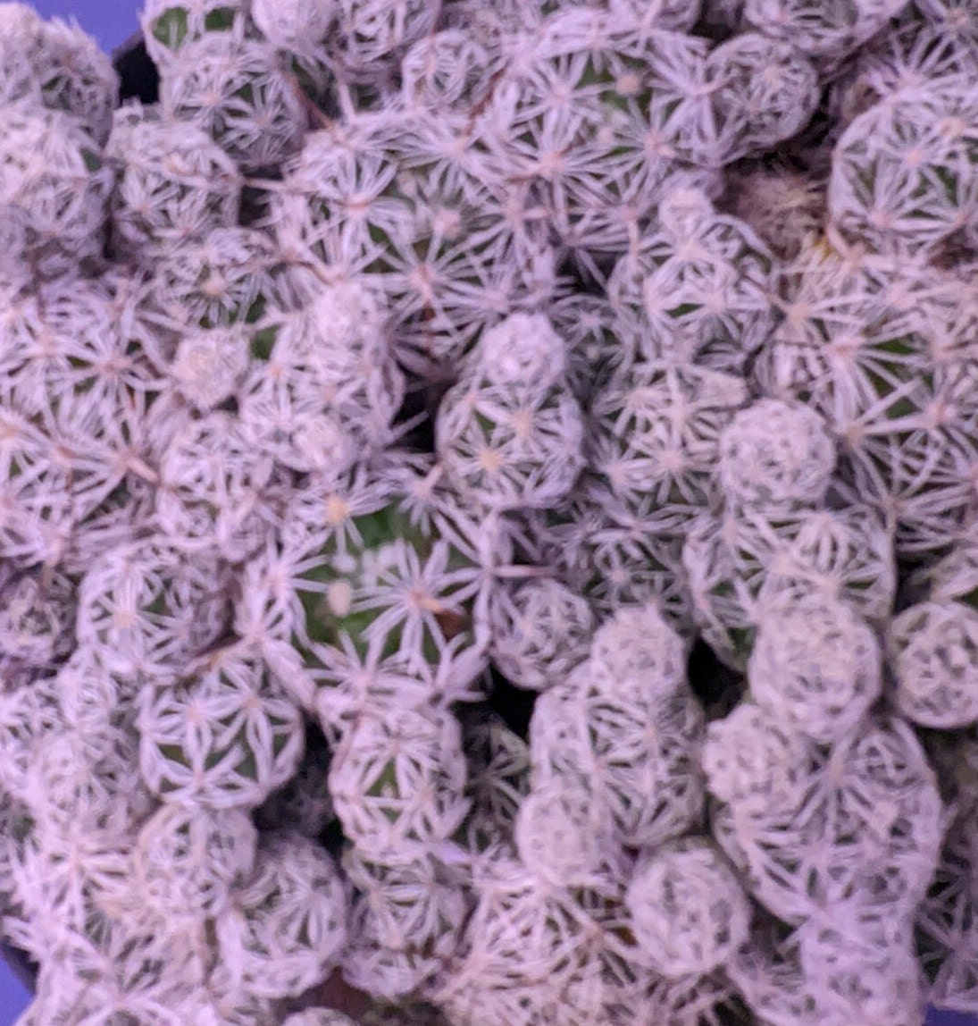 Thimble Cactus - Mammillaria gracilis fragilis -Small Fragile Small Mi –  👨‍👨‍👧People B Planting