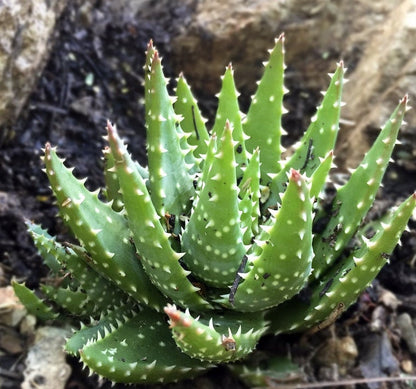 Crosby’s Prolific Aloe - Rare Aloe Hybird - Indoors/Outdoors Succulent With Teeth/Spikes