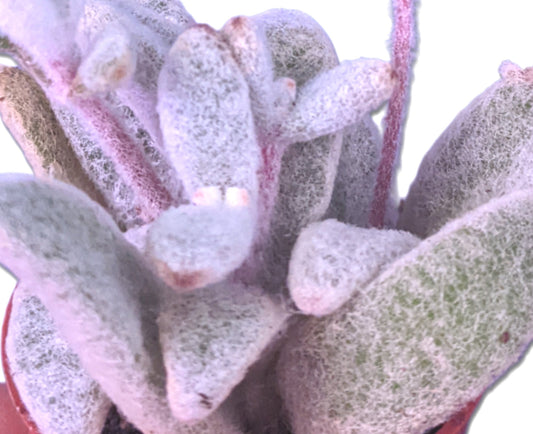 Hairy Woolly Succulent Snow White Panda Plant - Kalanchoe eriophylla - Rare Uncommon Living Succulent Plant - Great growth