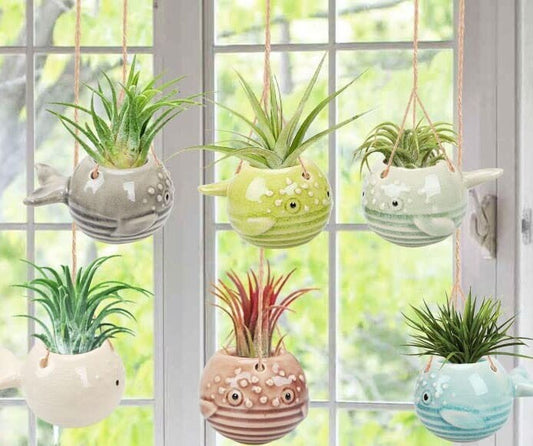 Whale Fish Plant Pot/Puffer Fish Air Plant Planter Pot - Display Hanging Wall Planter Decor - Small Well Made Premium Ceramic 6 Colors
