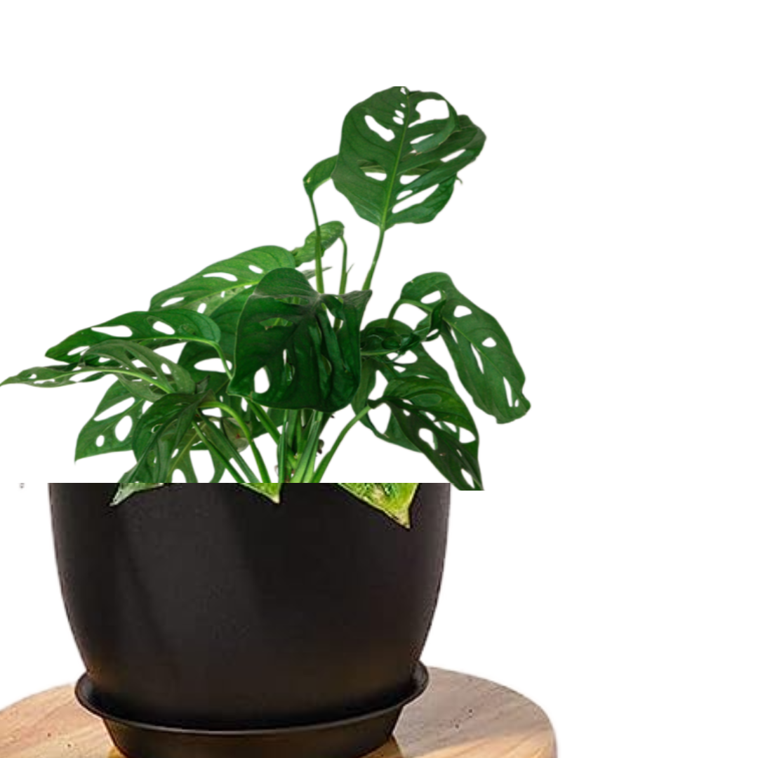 Swiss Cheese Plant Tropical Houseplant Vine Monstera adansonii, delicious monster split leaf philodendron